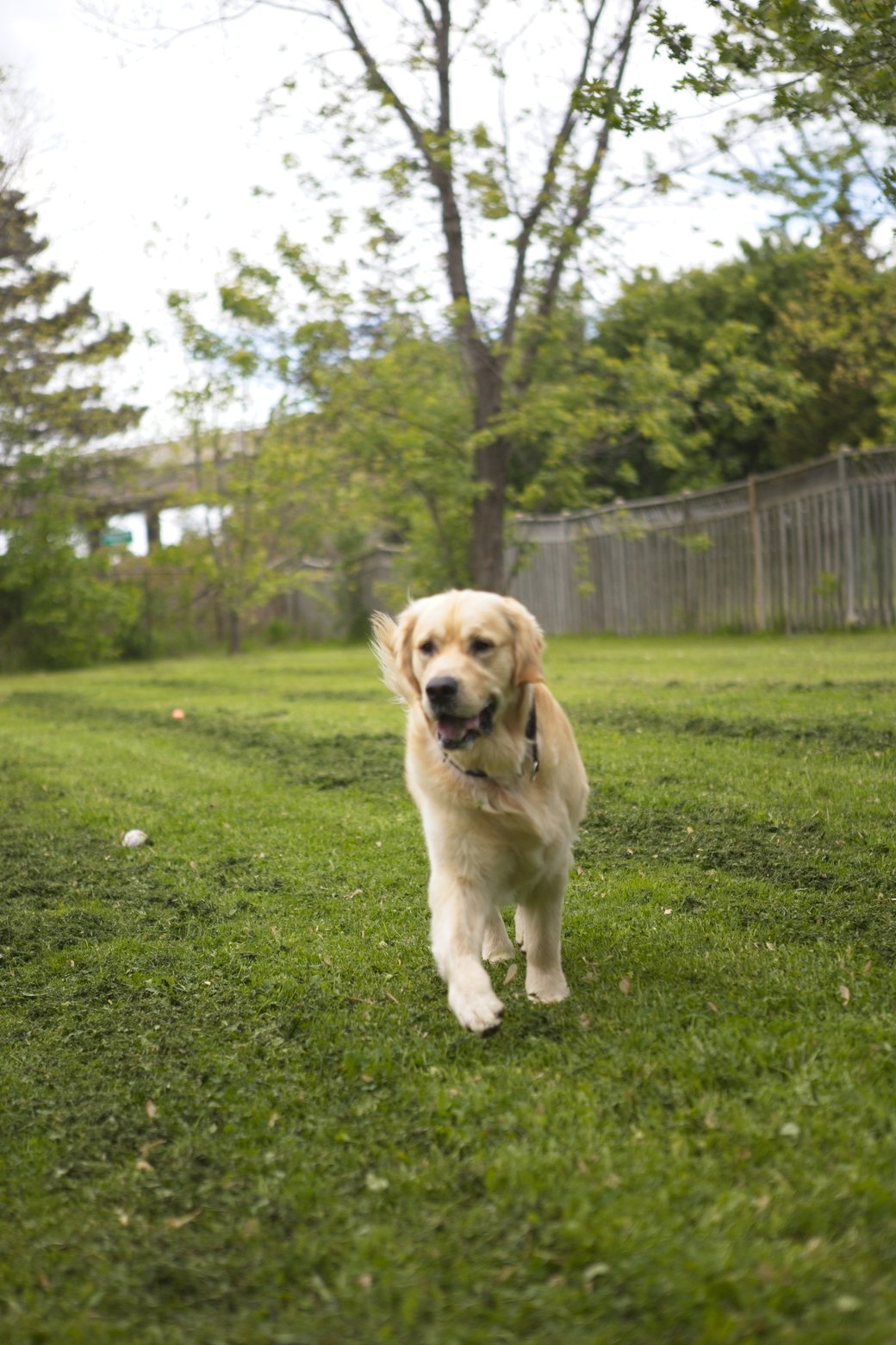 A golden retriever is captured in a full-body shot, walking across a lush, green grassy yard. The background features mature trees, varied foliage, and a wooden fence, suggesting an outdoor park or backyard setting on a bright day.