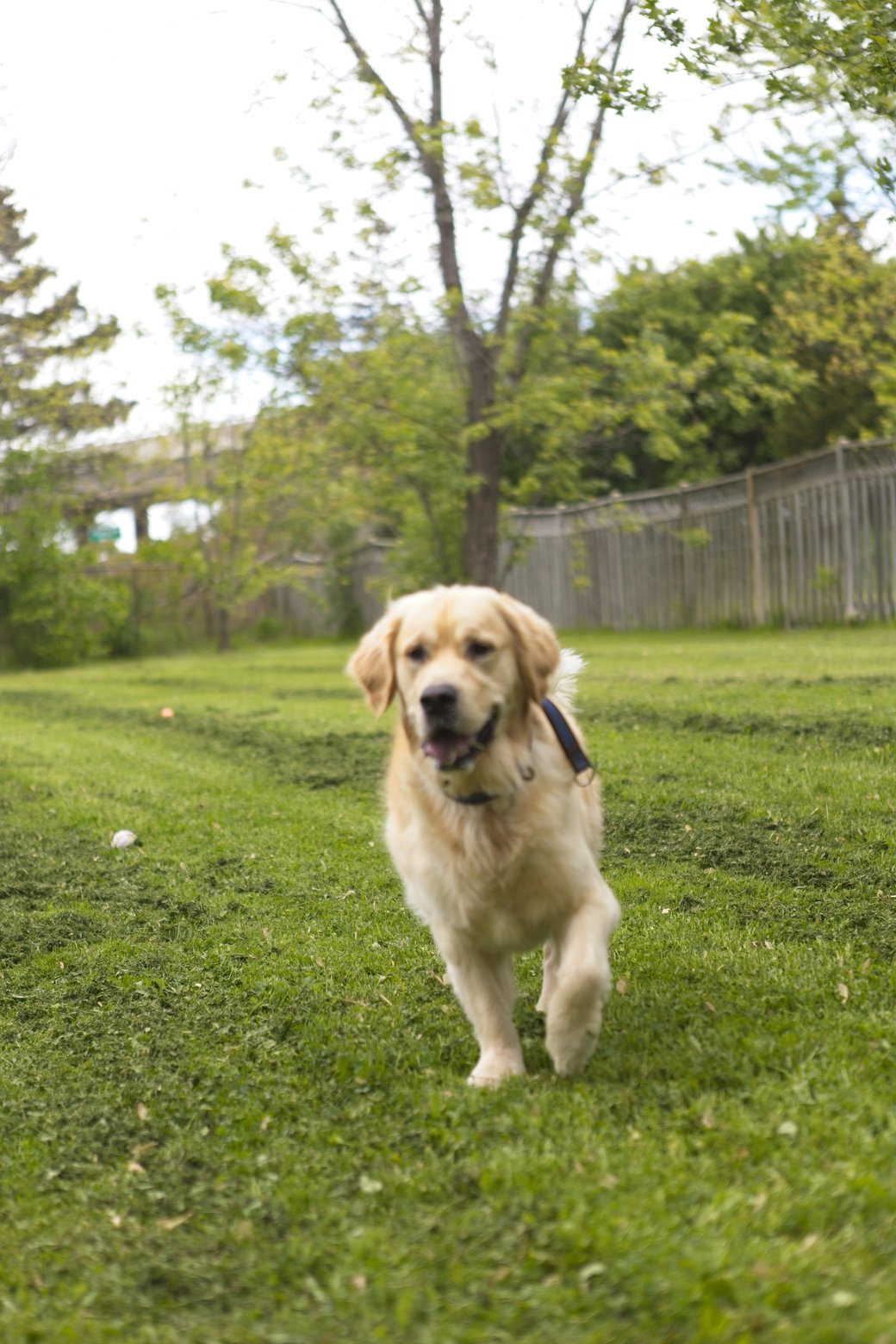 A golden retriever dog is running through a lush green lawn in an outdoor park or backyard setting. The dog is facing the camera, and the background features various trees and a fence, suggesting a natural, daylight environment.