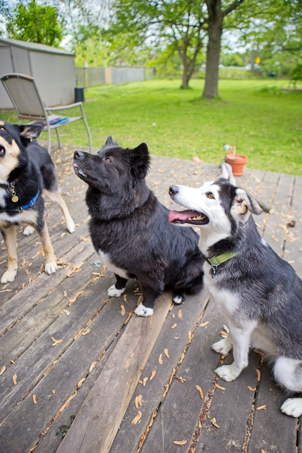 Three alert medium-sized dogs are standing on a weathered wooden deck, posing in an outdoor backyard or park setting. The dogs are looking around and appear engaged with their environment, which features a lush green lawn and trees in the background.