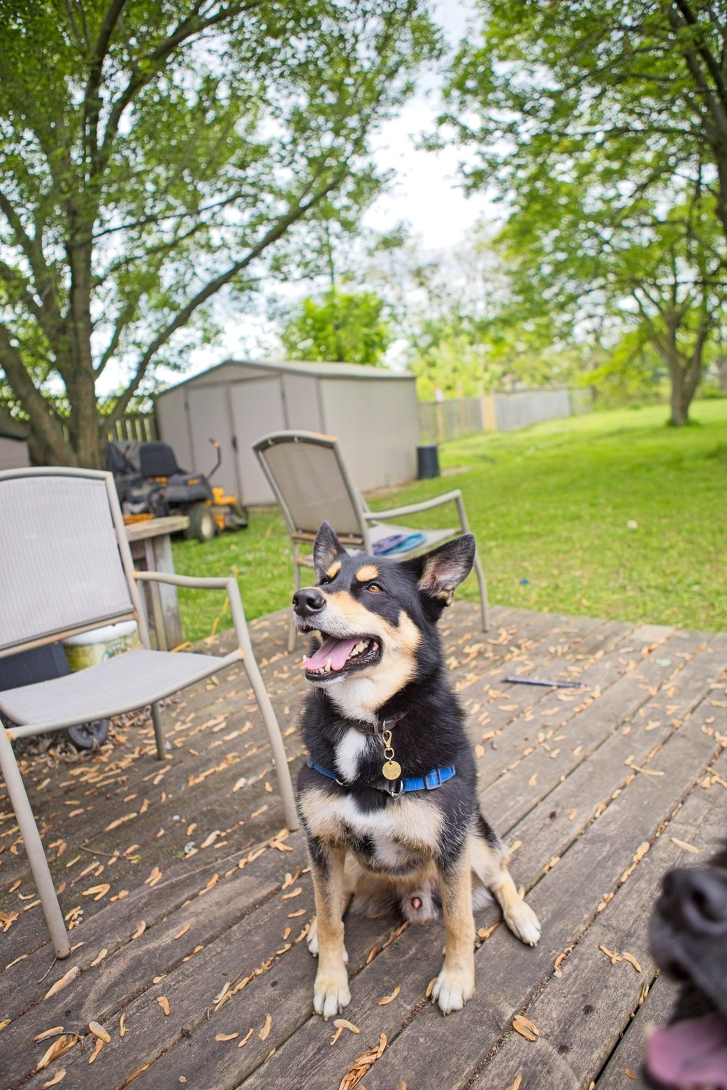 A portrait of an alert and happy black and tan dog sitting on a weathered wooden deck. The dog is the main focus, set against a lush backyard environment featuring green lawn, mature trees, and various pieces of outdoor furniture.