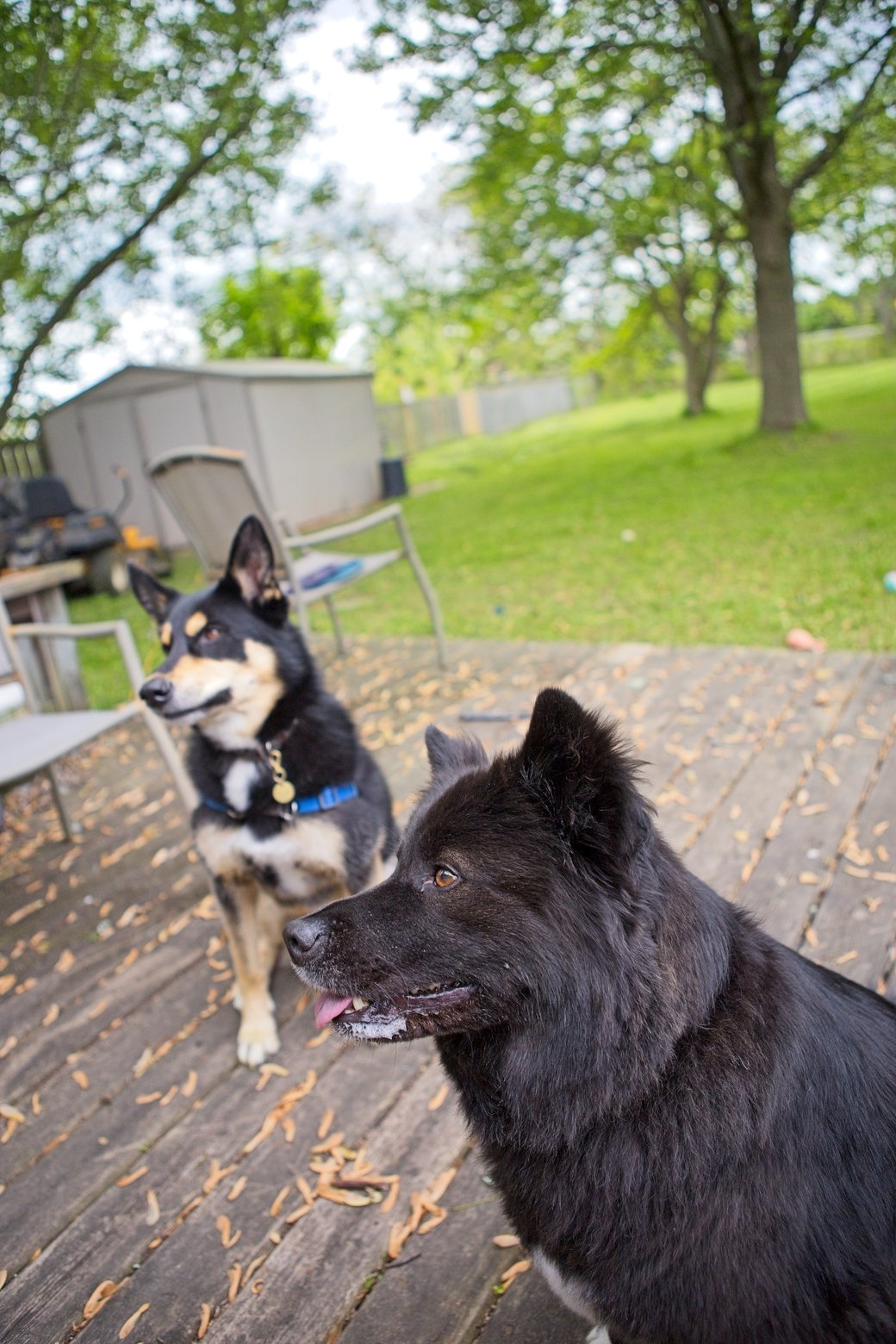 Two dogs are featured on a wooden deck outdoors. The dark, large dog is positioned in the foreground, looking to the left, while a smaller, black and tan dog stands behind it. The background shows a lush green lawn and mature trees.