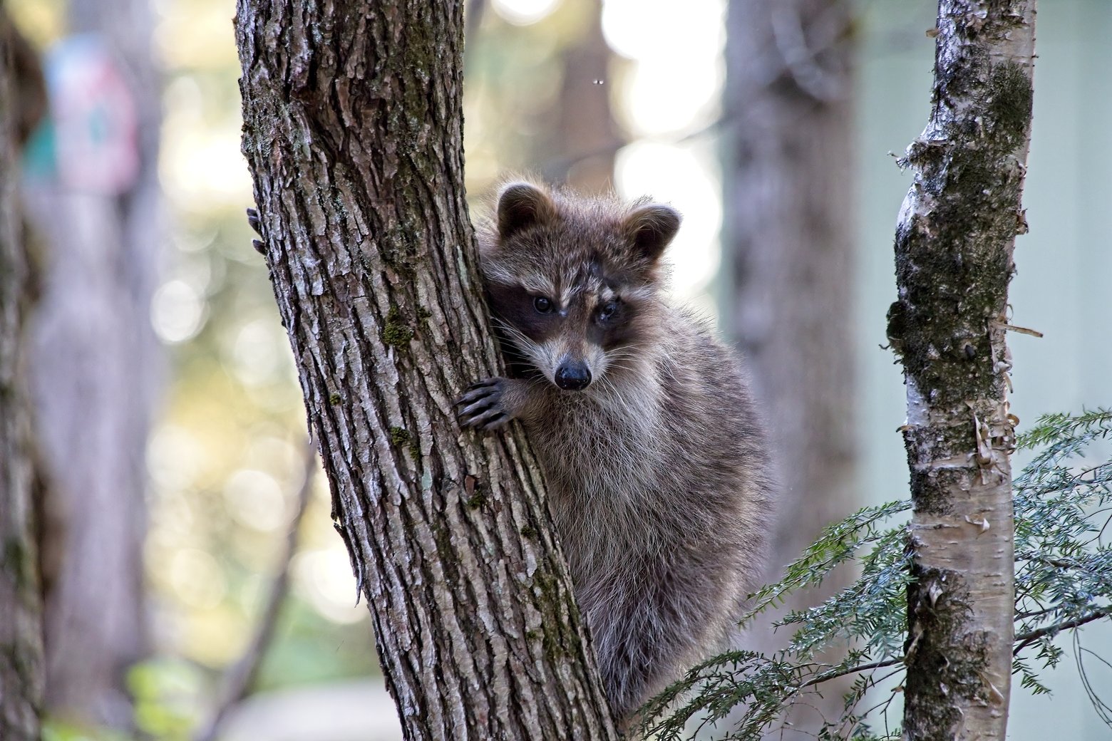 A curious raccoon peeks out from the textured bark of a tree trunk, observed in a bright, natural outdoor setting.