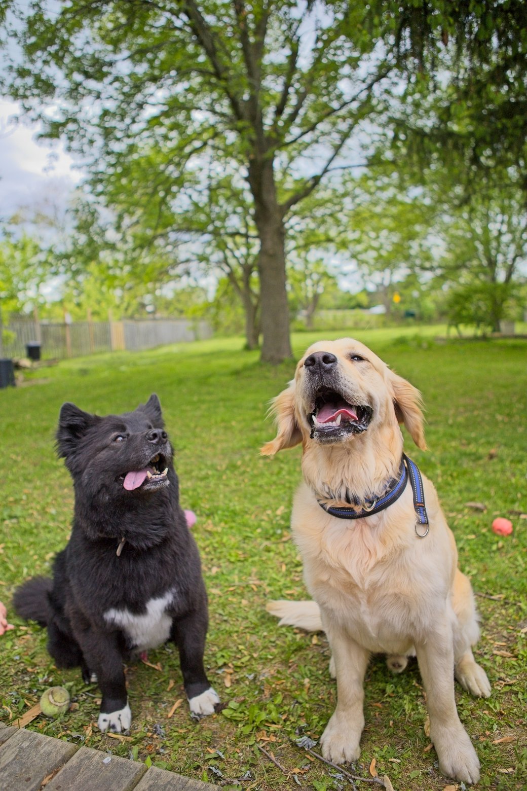 Two dogs—a large, dark gray dog and a light golden dog—are sitting together in a lush, green park setting. The outdoor scene features mature trees and grass, capturing a moment of the dogs looking alert and happy.