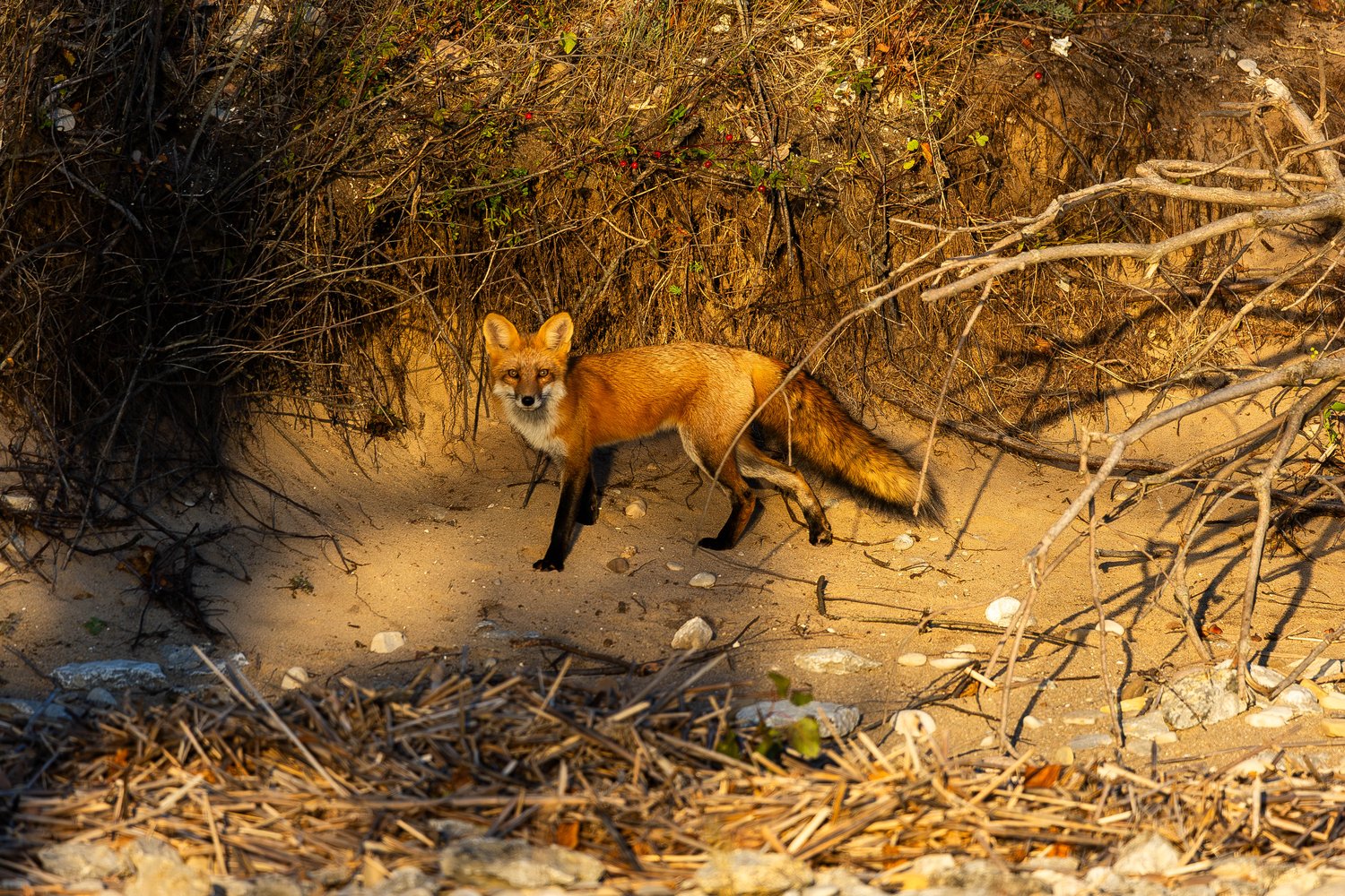 A reddish-orange fox walks through a semi-arid, overgrown landscape, surrounded by dense dark brush on the left and tangled dry branches and undergrowth in the foreground.