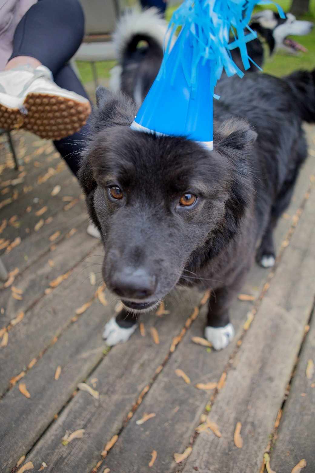 A dark-colored dog wearing a bright blue party cone hat stands on a wooden deck, looking curiously at the camera.