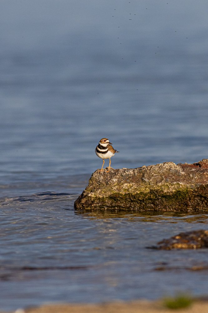 A small shorebird stands on a moss-covered rock jutting out from calm, blue water. The bird is positioned against a vast, serene backdrop of water, suggesting a coastal or lakeside environment.