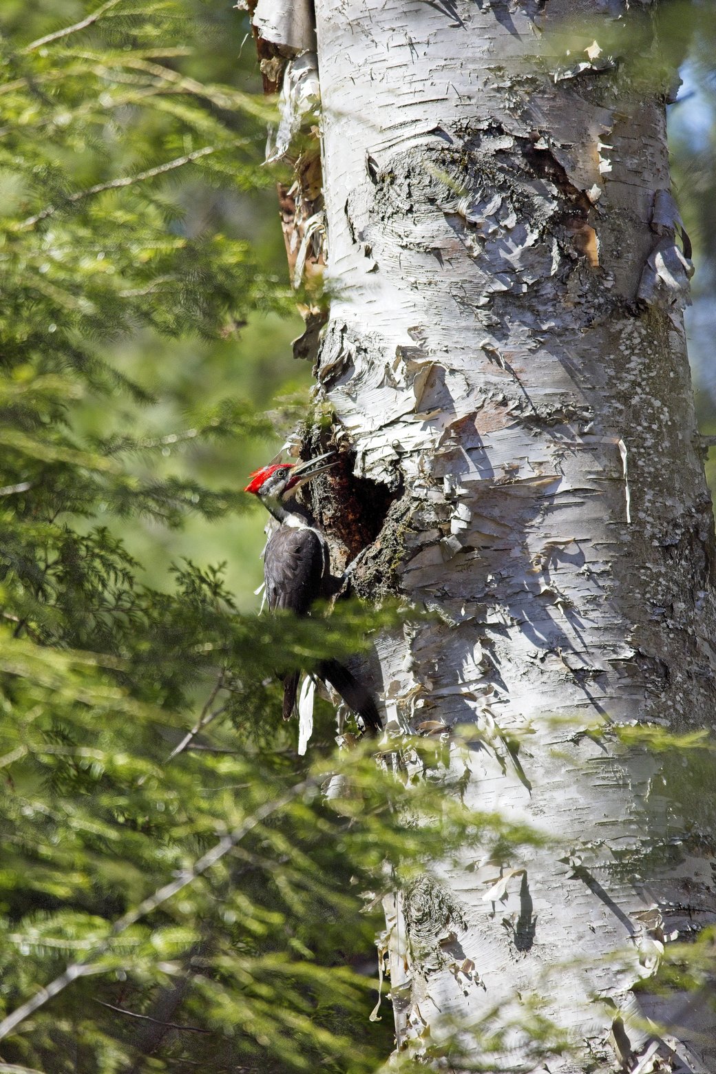 A crested black bird, featuring striking red markings, is positioned within a natural cavity in a textured, light-barked tree trunk. The bird is partially obscured by the bark and is framed by lush, verdant green foliage in the foreground, emphasizing the natural woodland setting.