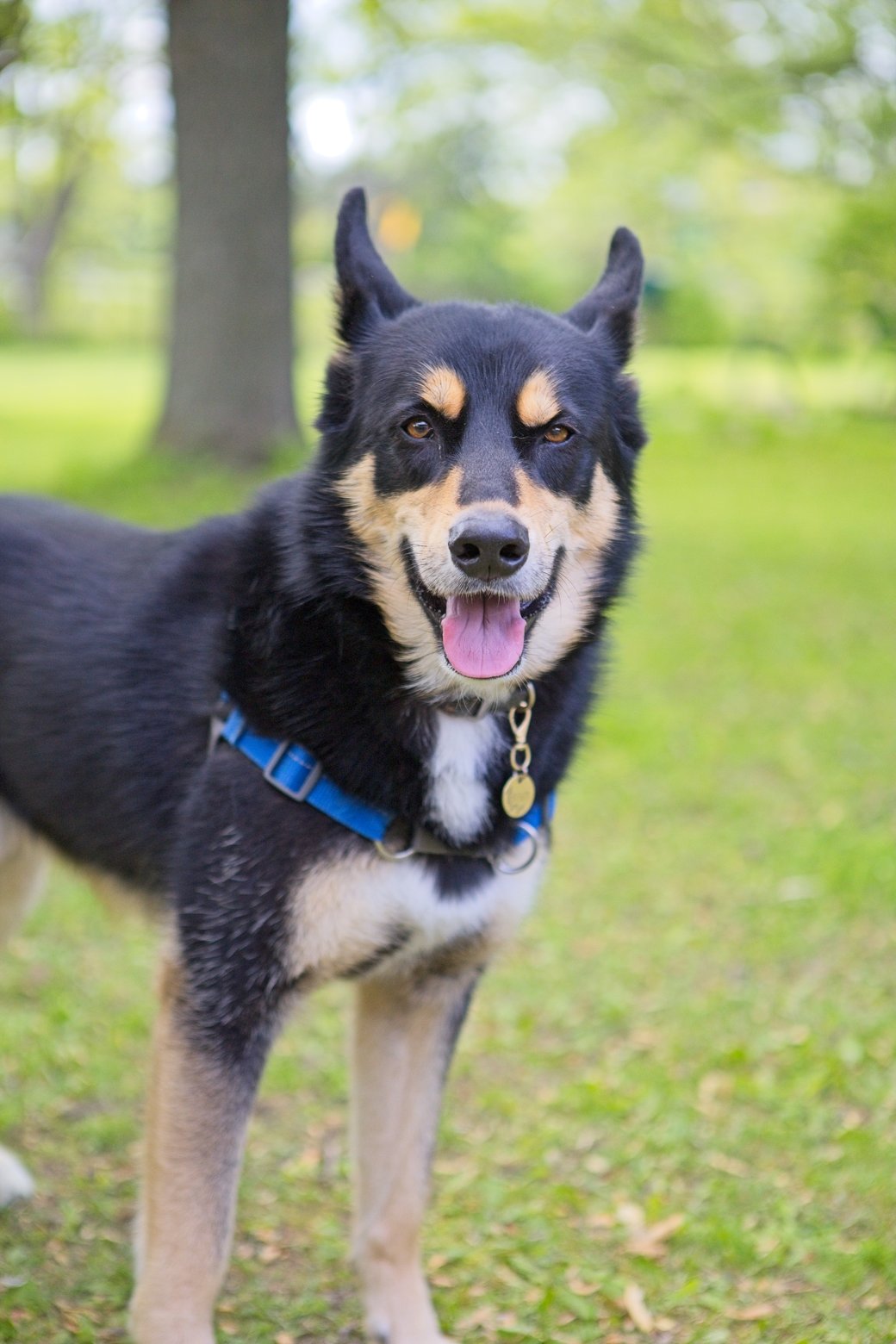 A friendly black and tan dog wearing a blue collar stands on bright green grass, looking alert and happy in an outdoor park setting.