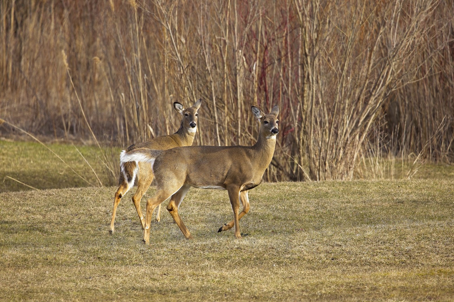 Two deer are walking across a grassy field, positioned against a backdrop of dense, leafless brown shrubs and branches.