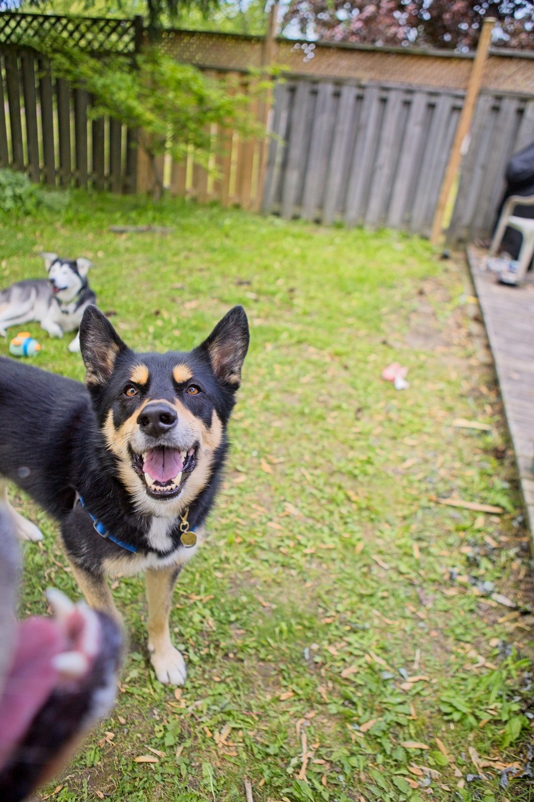 A joyful black and tan dog is captured mid-stride in a grassy backyard, looking directly at the camera. Another dog is visible resting in the background near a wooden fence, suggesting a fun, outdoor gathering.