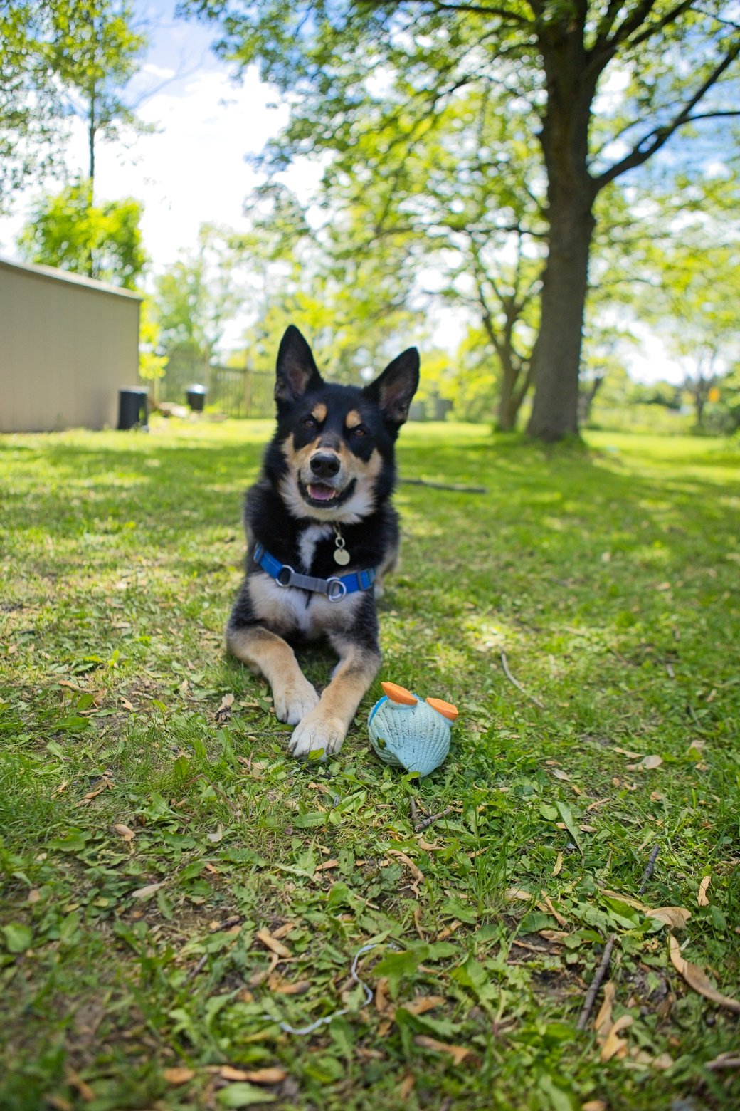 A happy, black and tan dog is sitting on a lush green lawn in an outdoor yard, looking directly at the camera. Toys are placed near the dog, and a large, mature tree and other foliage are visible in the sunlit background.