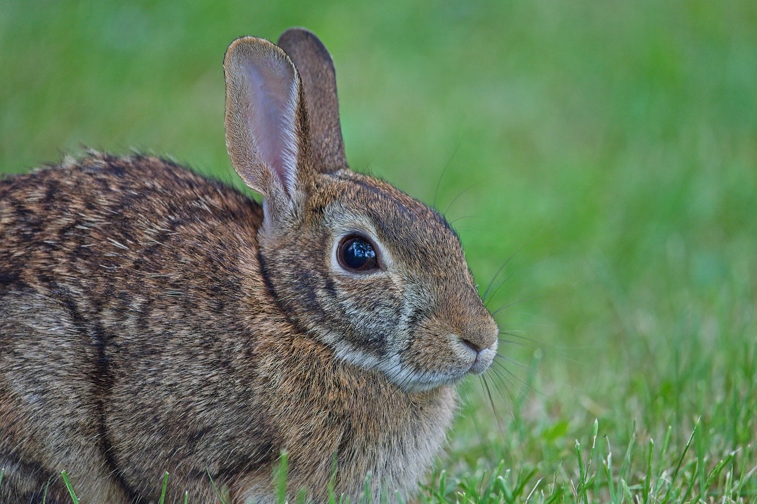A detailed, close-up shot of a brown, mottled rabbit standing among lush green grass. The animal has large, upright ears and appears alertly focused on something off to the right.