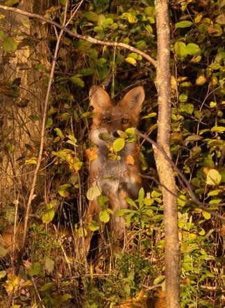 A fox is cautiously peering out from dense green foliage and branches in a wooded natural setting.