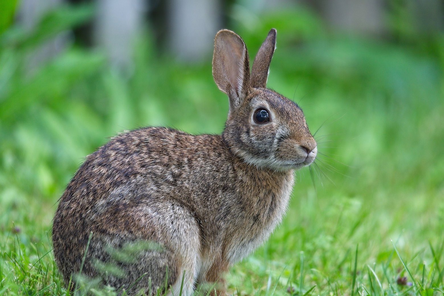 A detailed, close-up photo of an alert rabbit sitting in lush green grass. The rabbit has mottled brown and gray fur, and the background is a soft, out-of-focus natural setting, highlighting the animal in its outdoor environment.
