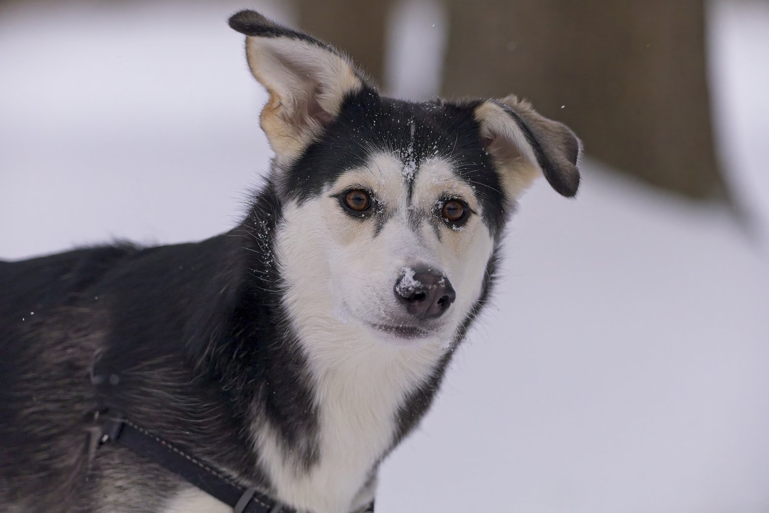 A portrait of a black and white dog, likely a husky mix, standing in the snow outdoors. The dog is wearing a harness and looking intently at the viewer against a blurred winter background.
