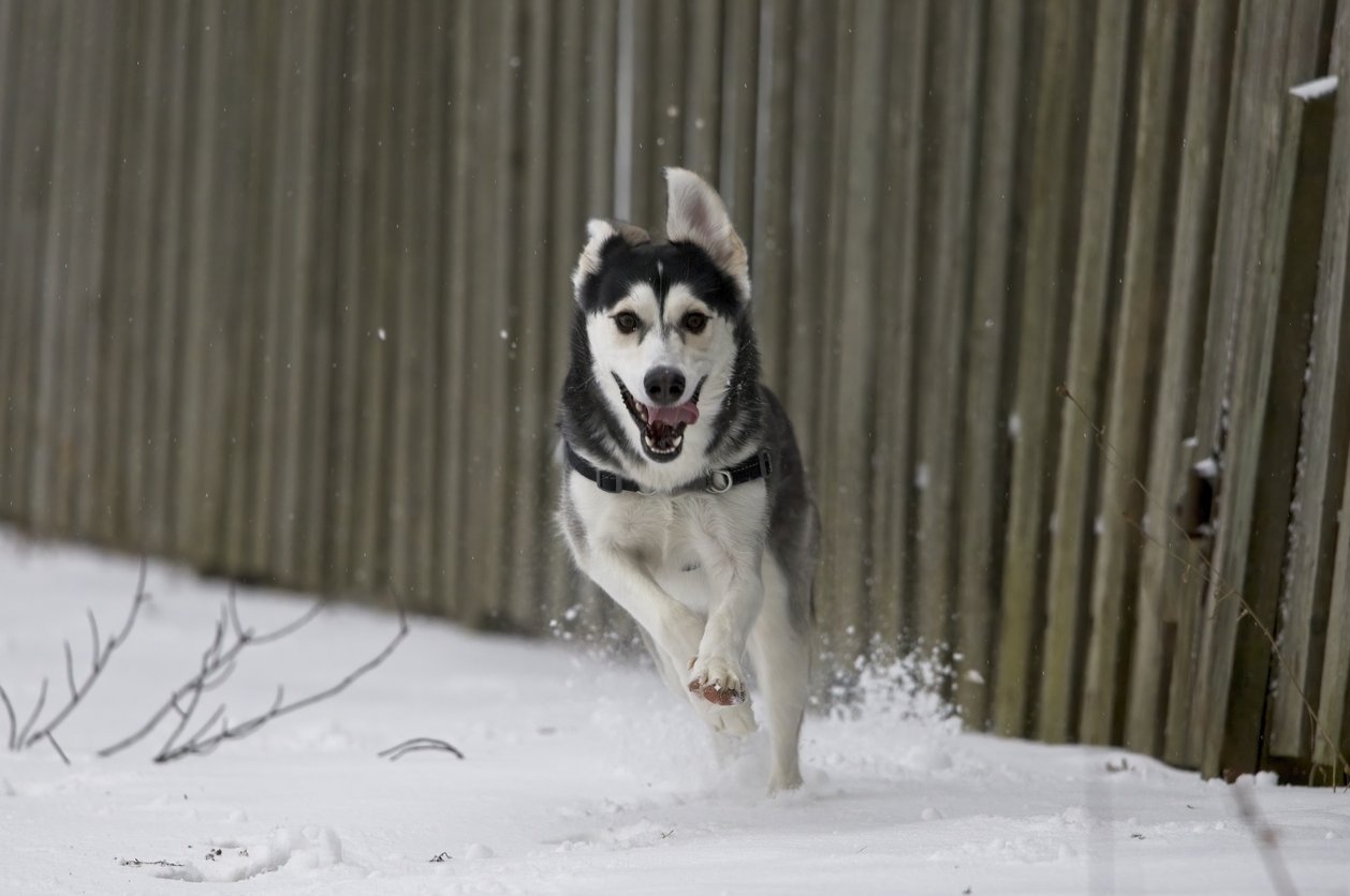 A happy dog, appearing to be an Australian Shepherd, is running through the snow outdoors. The dog is captured mid-stride against the backdrop of a vertical, corrugated metal fence.