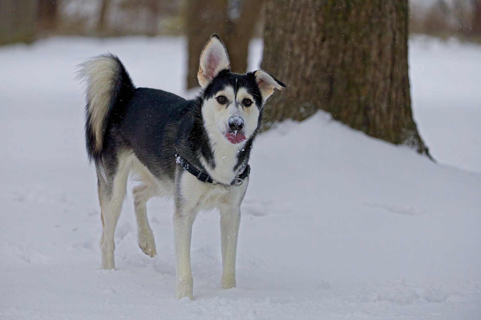 A black and white dog stands in deep snow near a large tree trunk, captured during a cold, wintry day.