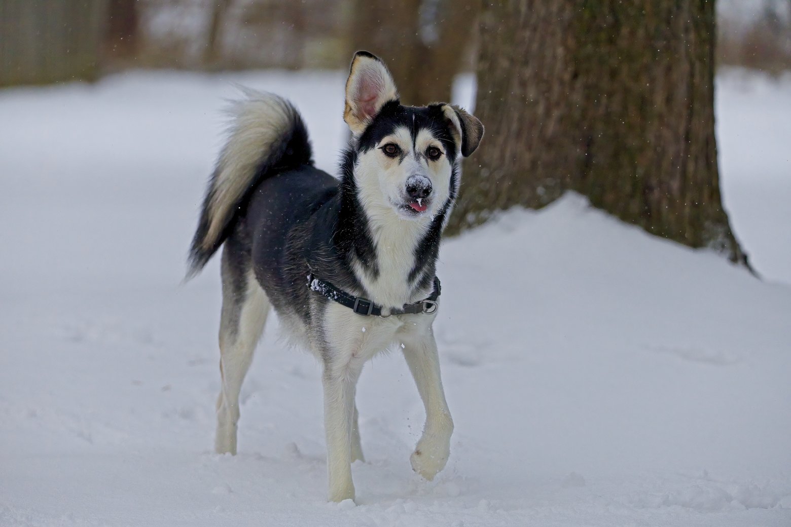 A black and white dog, likely a husky mix, stands alertly in a snowy outdoor setting. The dog is positioned in the foreground near a large, dark tree trunk, set against a backdrop of deep white snow.