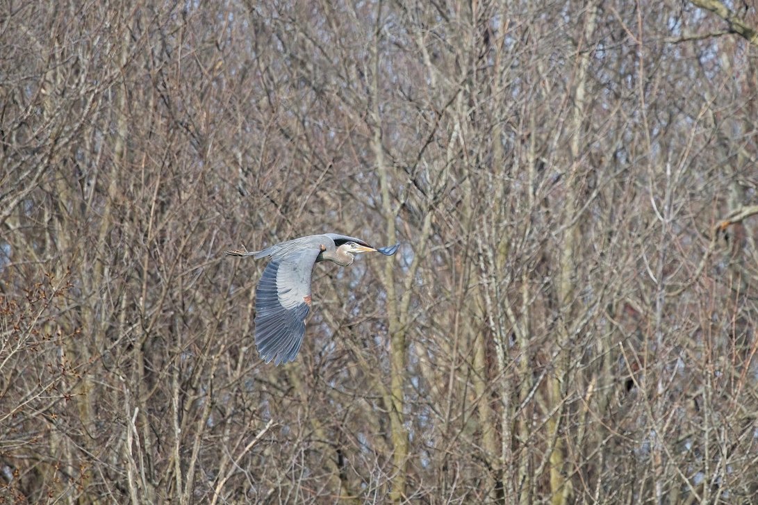 A heron is captured in flight, positioned against a dense and monochromatic backdrop of leafless, tangled tree branches, suggesting a cold or late autumn season.