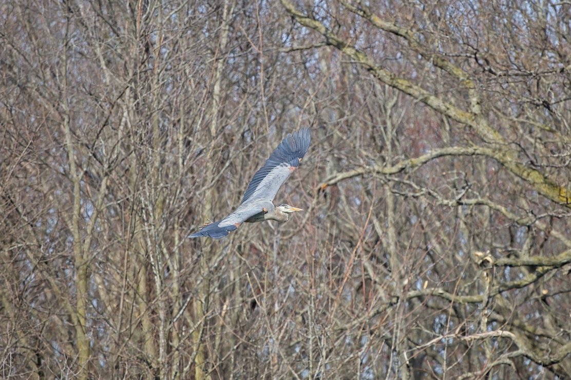 A bird is captured in mid-flight against a dense backdrop of leafless, intertwining tree branches, suggesting a natural setting during late fall or winter.