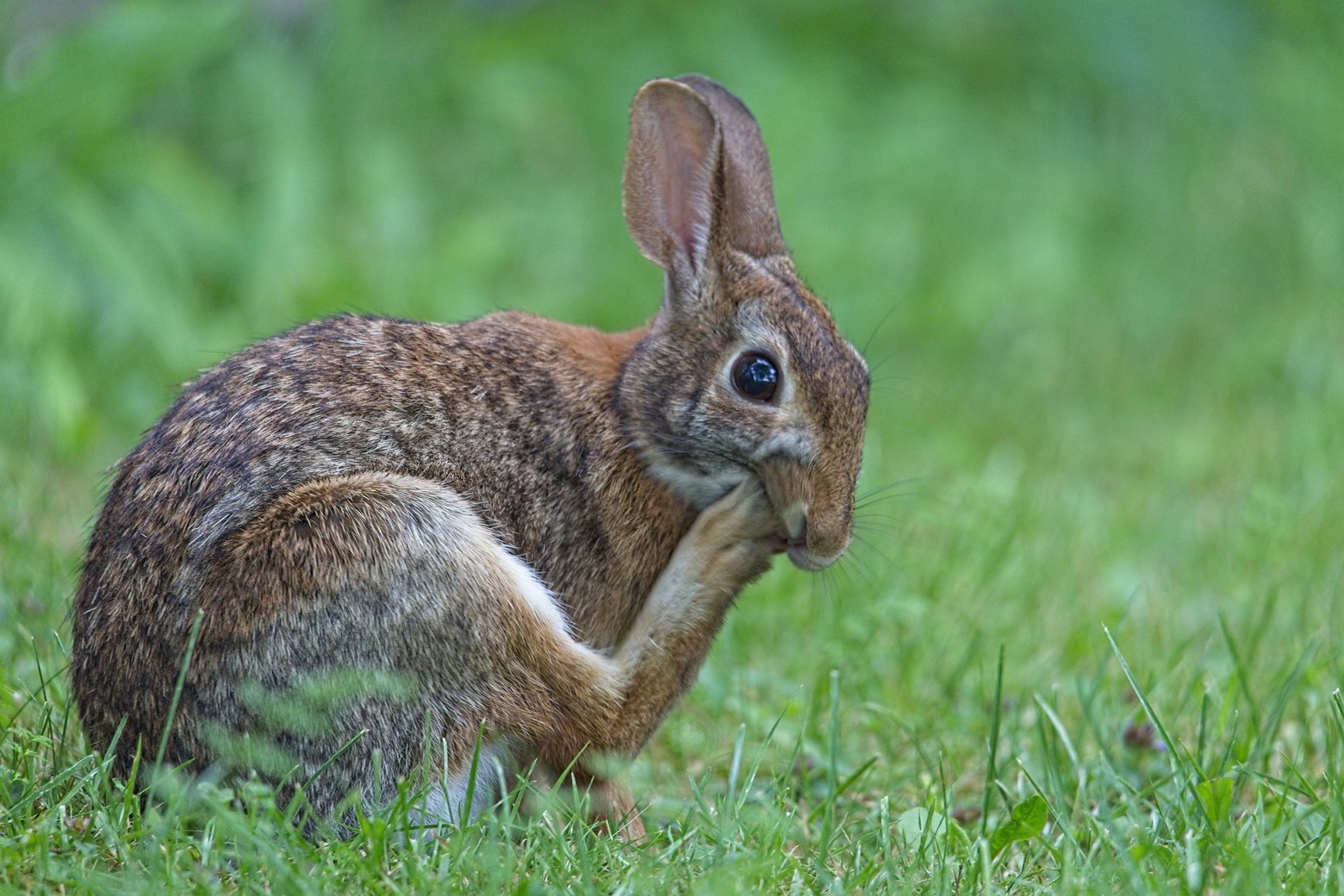 A captivating portrait of an alert wild rabbit situated in lush, green grass. The animal has mottled brown and gray fur and is posed naturally in a bright, outdoor setting, with the soft, blurred green background emphasizing the subject.