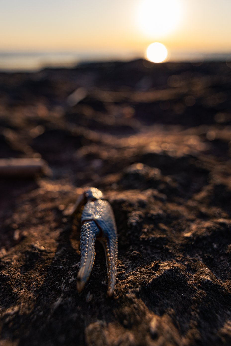 A moody, close-up photograph taken at dawn or dusk on a beach. The focus is sharply on a small, dark, curved object resting on the textured sand. The background features a bright, soft glow of the setting or rising sun near the horizon, giving the image a dramatic and serene atmosphere.