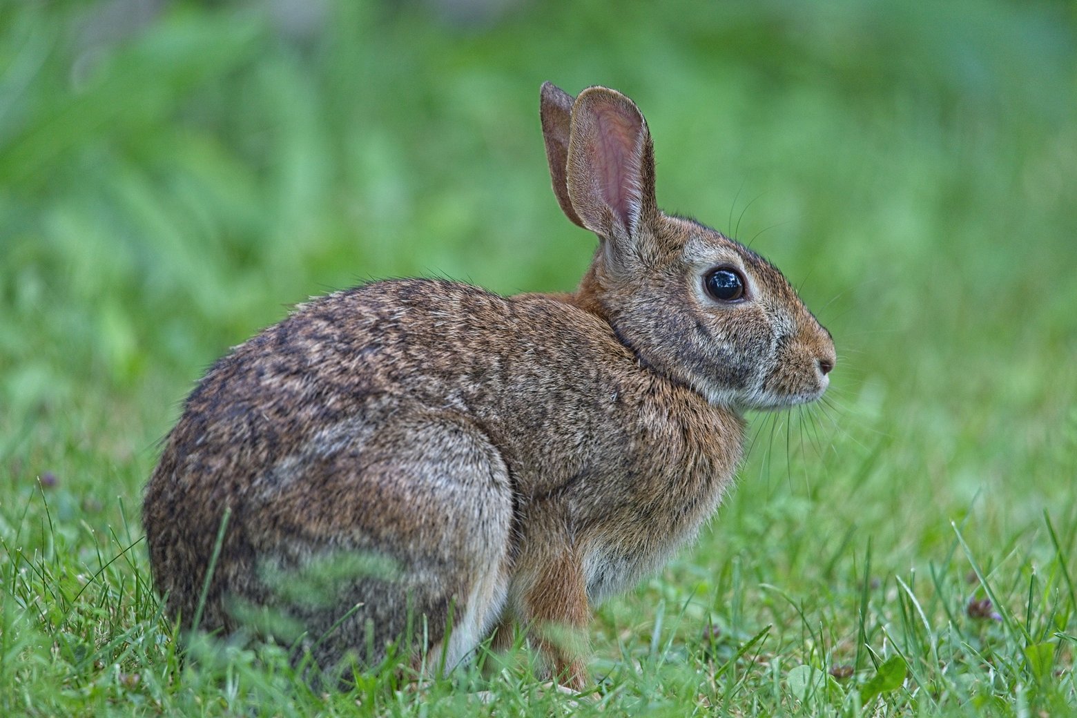 A close-up photograph of a wild rabbit sitting alertly in lush, green grass. The rabbit is the sharp focus in the foreground, set against a softly blurred backdrop of green foliage.