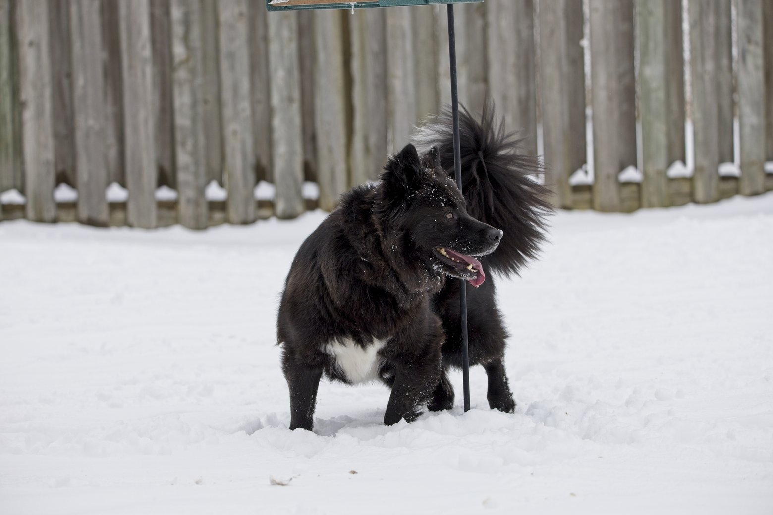 A fluffy black and white dog stands in the snow outdoors, positioned against a backdrop of a weathered wooden fence.