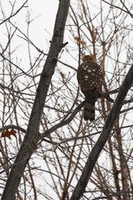 A woodland bird, likely a grouse, is perched on a bare branch. The bird is surrounded by numerous leafless branches that crisscross the frame against a bright, overcast sky.