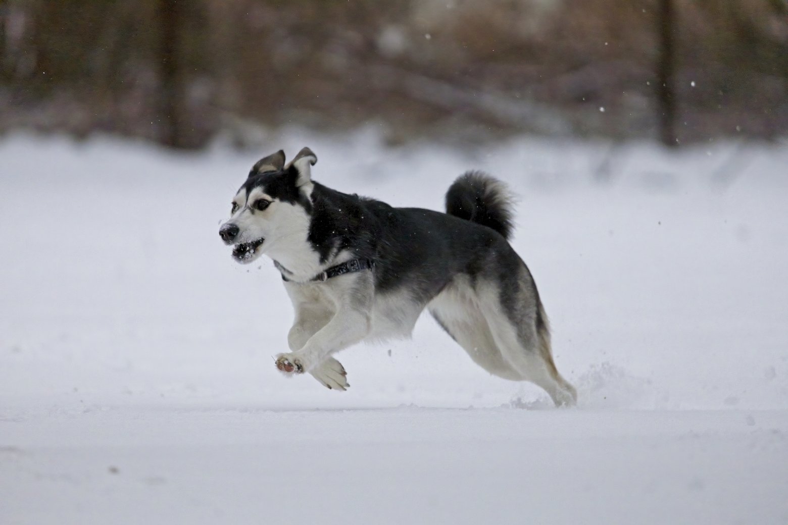 An energetic black and white dog, possibly a border collie, is running across deep snow in an outdoor winter setting. The image captures a moment of lively canine activity.