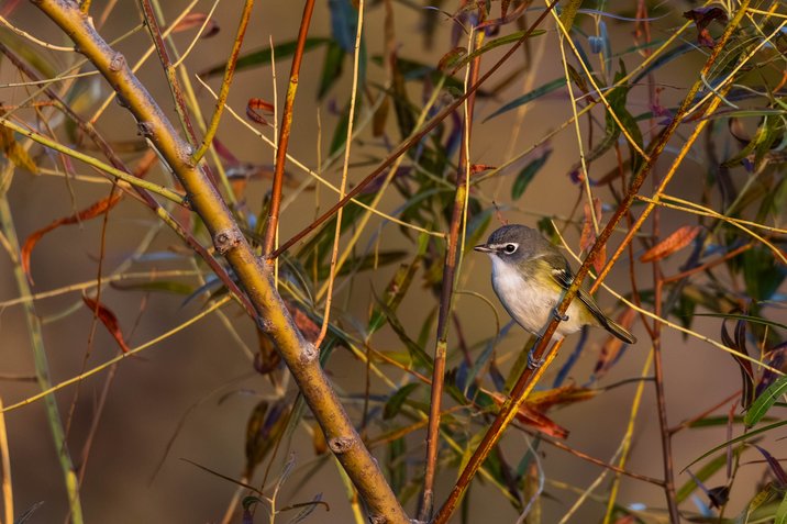 A small, olive-toned songbird is perched on a branch amidst dense, natural foliage. The scene is composed of numerous intersecting reddish-brown twigs and green stems, which frame the bird against a soft, muted background, giving the image a richly natural and detailed aesthetic.