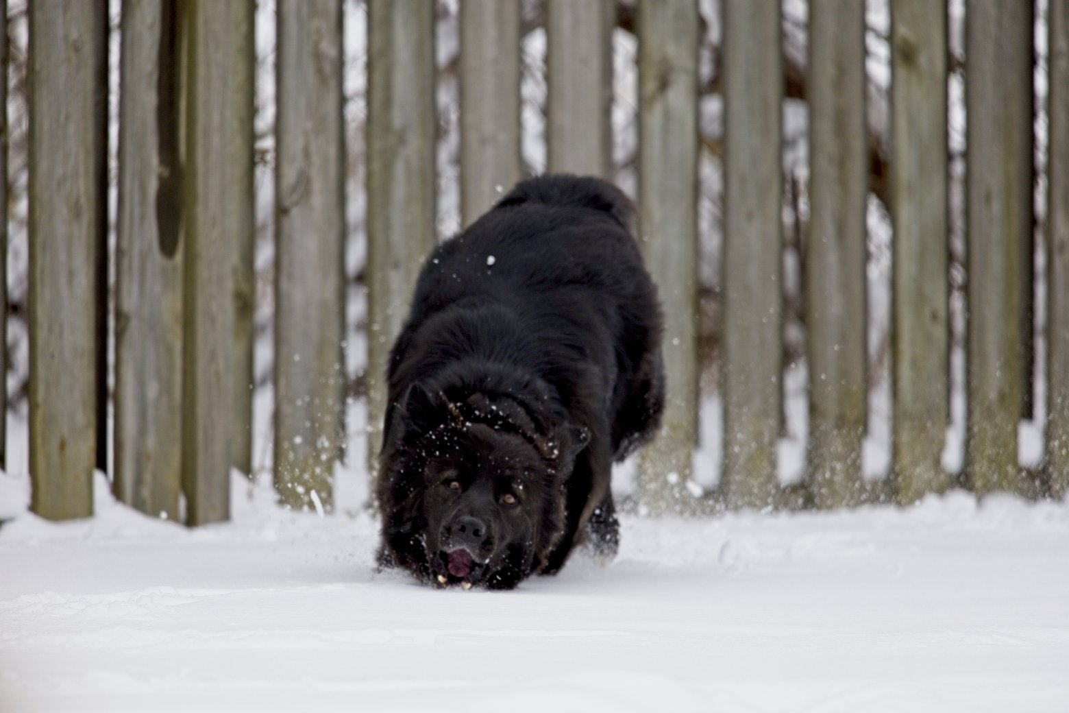 A dynamic photograph featuring a black dog charging through deep snow. The dog is moving directly toward the viewer, creating a sense of motion as snow particles fly up around it. The background consists of a rustic wooden fence set in a snowy outdoor environment.