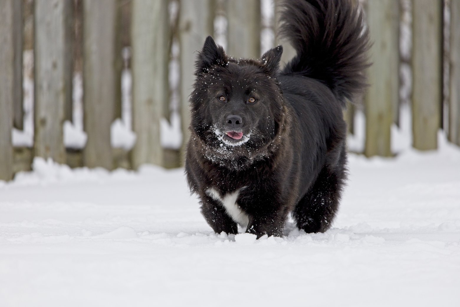 A fluffy black dog stands in deep snow in an outdoor setting. The dog is facing the camera, looking alert, and the background consists of a rustic wooden fence, suggesting a crisp winter day.