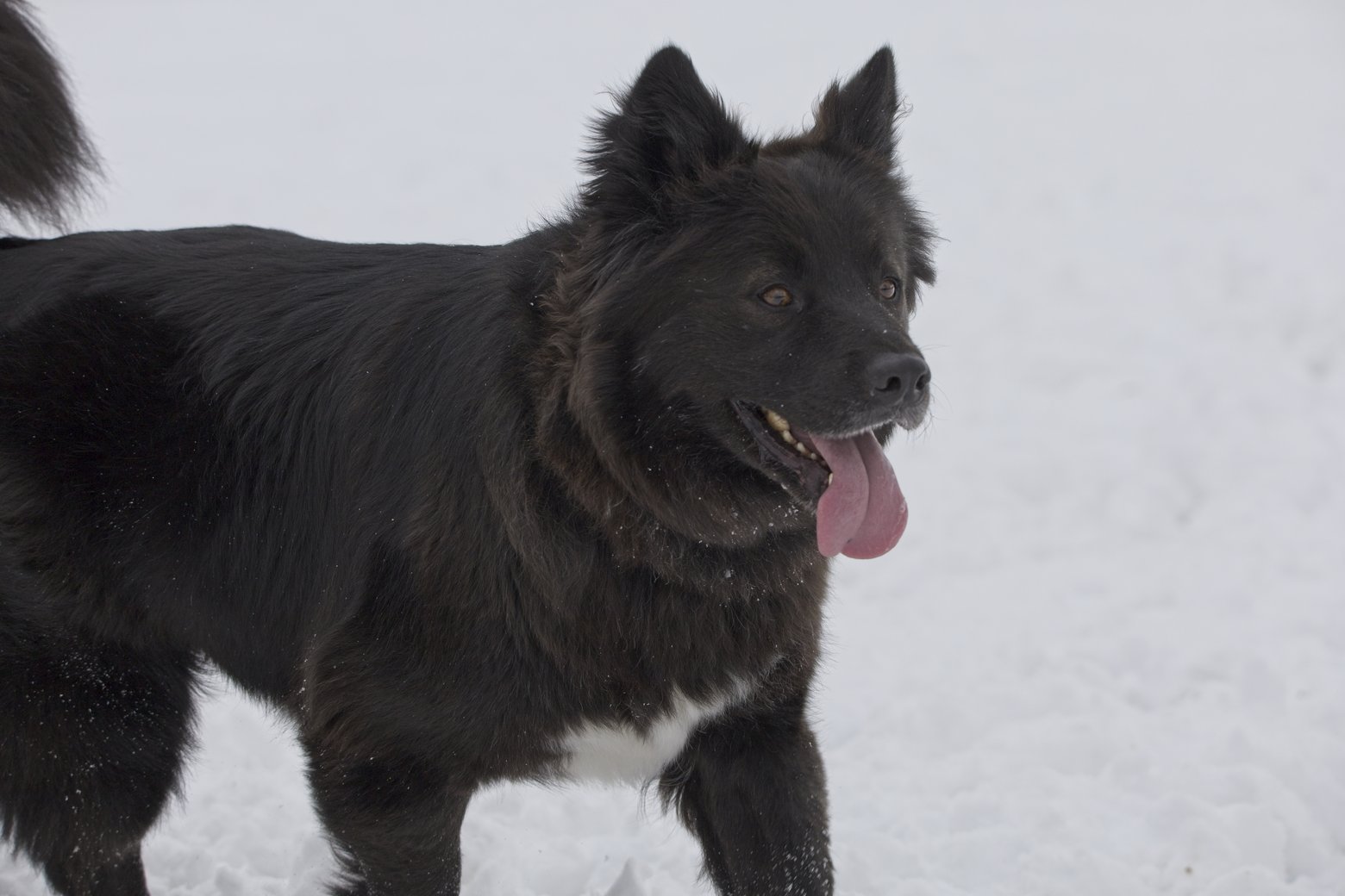 A fluffy, dark-colored dog with white markings stands in the snow. The dog appears energetic and happy, captured in mid-movement with its tongue hanging out, set against a plain snowy background.