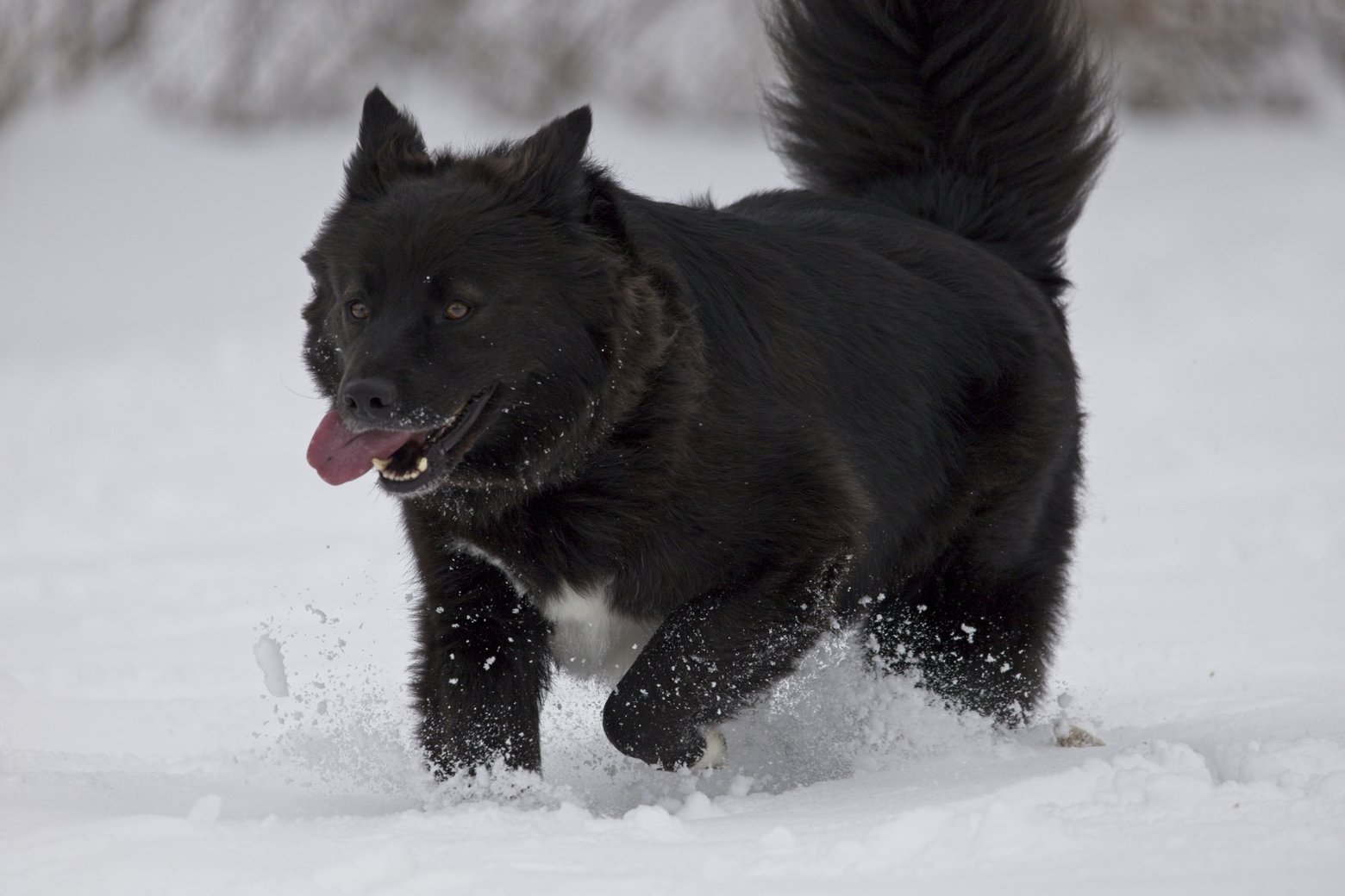 An energetic black dog is running through deep snow in a winter setting. The dog appears playful, with its tongue hanging out and kicking up snow behind its powerful stride.