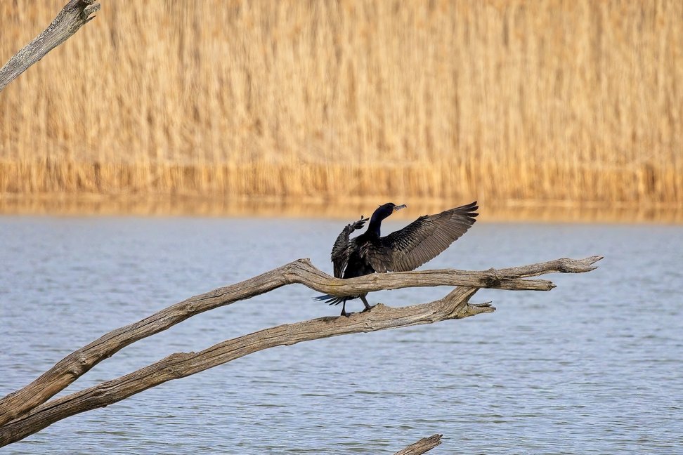 Two dark birds, likely cormorants, are perched on a weathered wooden branch spanning calm, blue water. One bird is prominently featured with its wings spread wide, giving a sense of movement. The background is dominated by a striking, uniform wall of golden, dry marsh reeds, contrasting the dark silhouettes of the birds and the foreground wood.