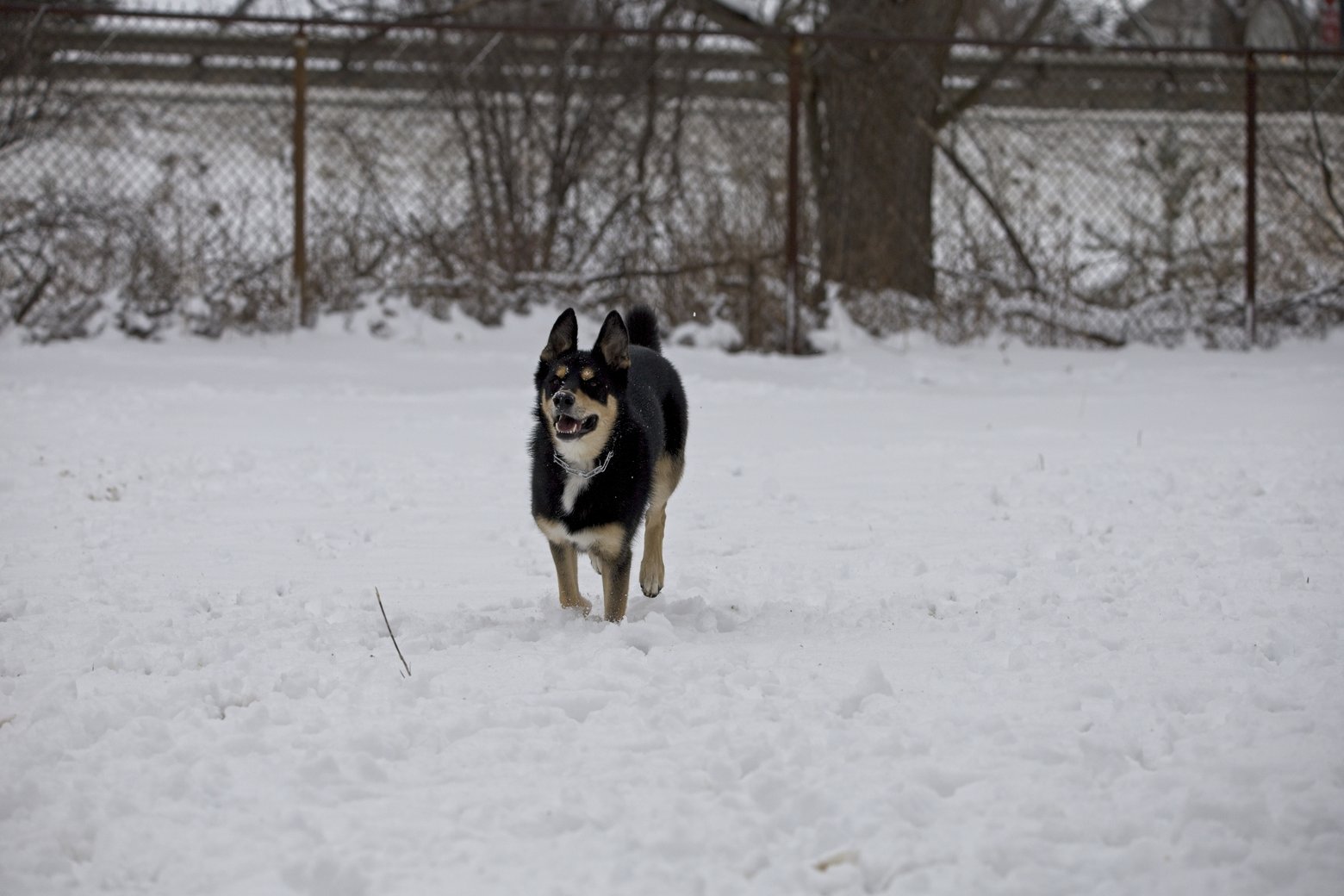 A black and tan dog stands in deep snow in an outdoor setting, positioned in front of a wire fence and bare trees.