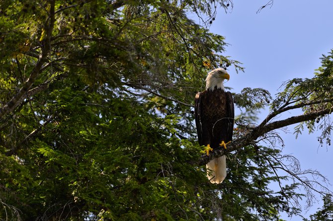 A bald eagle is prominently perched on a thick tree branch, surrounded by lush green foliage. The clear blue sky serves as the background, capturing a natural scene where the powerful raptor rests high among the branches.