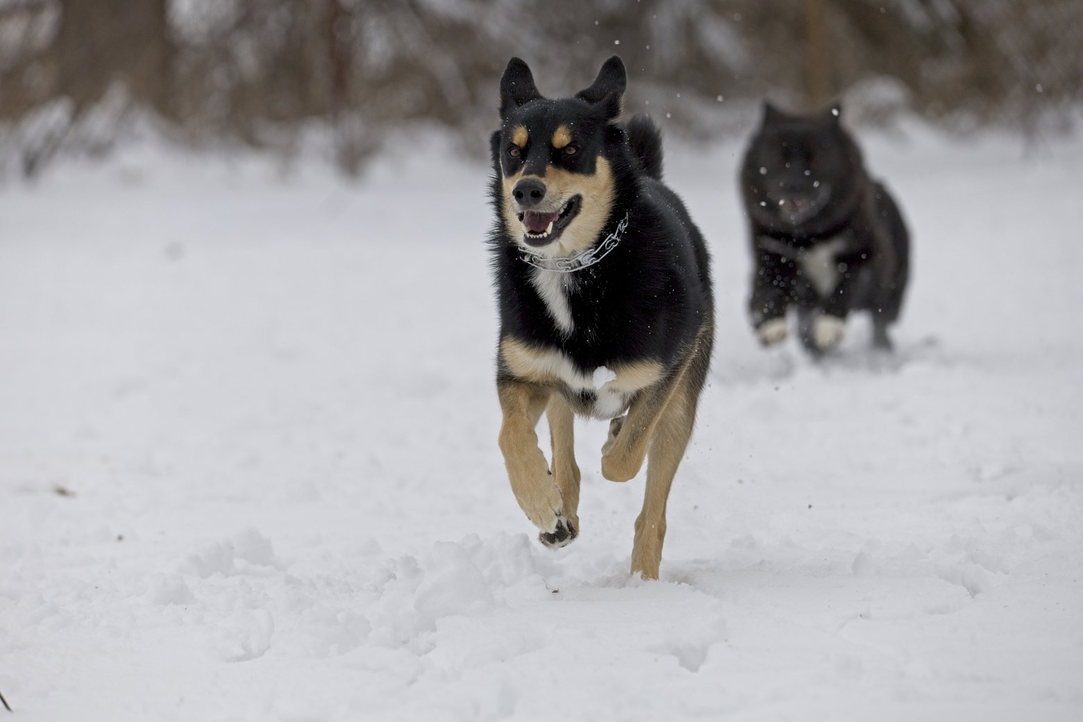 Two energetic dogs, likely Huskies, running through deep snow in an outdoor winter setting. The dog in the foreground is sharply focused and running towards the viewer, with a second dog following closely behind.