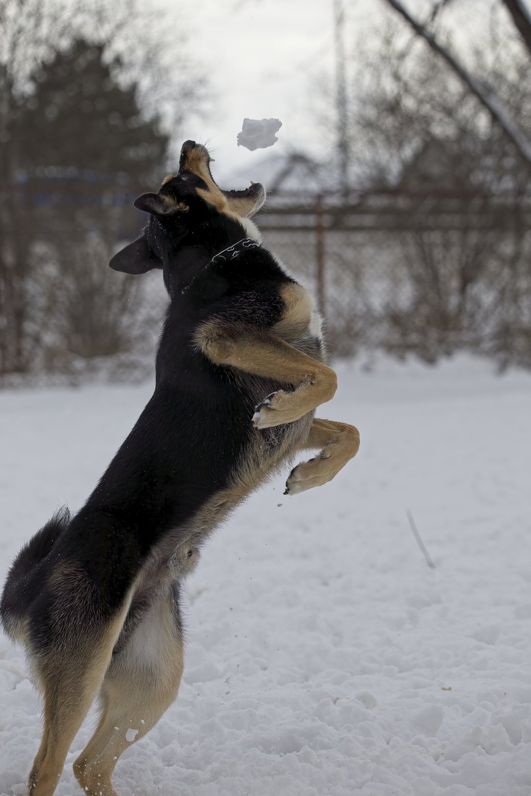 An energetic black and tan dog is captured mid-play in the snow, sniffing something with a highly focused and joyful expression against a blurred winter background.