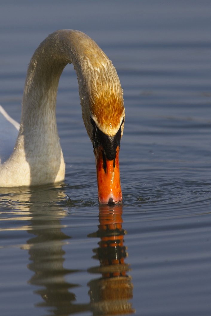 A close-up image of a swan partially submerged in calm water, with its head dipped low, suggesting it is feeding. The sunlight highlights the swan's neck and beak, while the smooth water surface captures a clear reflection of the bird's head.