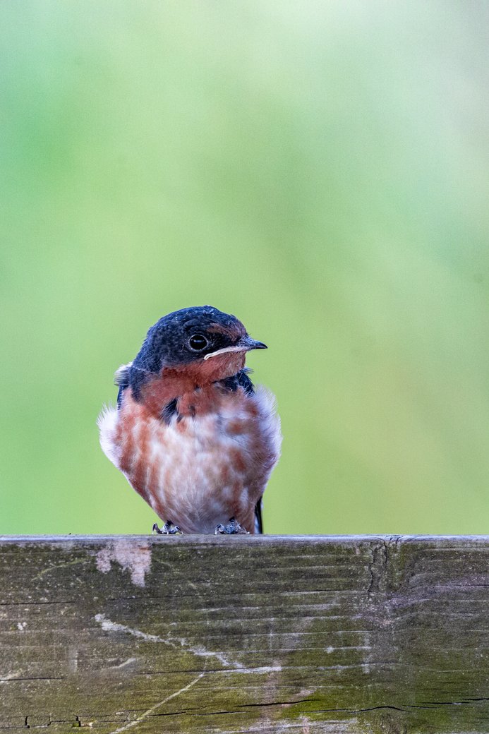 A small, brown songbird is prominently perched on a weathered, rustic wooden plank. The bird is the clear focus against a soft, diffused green background, suggesting a natural outdoor setting.