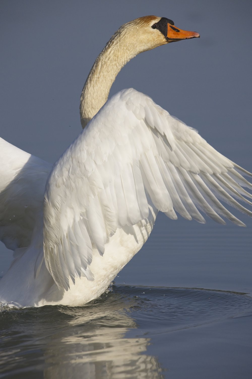A white waterfowl, likely a swan, is photographed on calm water with its wing fully extended, suggesting motion or takeoff. The bird has a yellowish neck and a distinct beak, set against a plain, muted background.