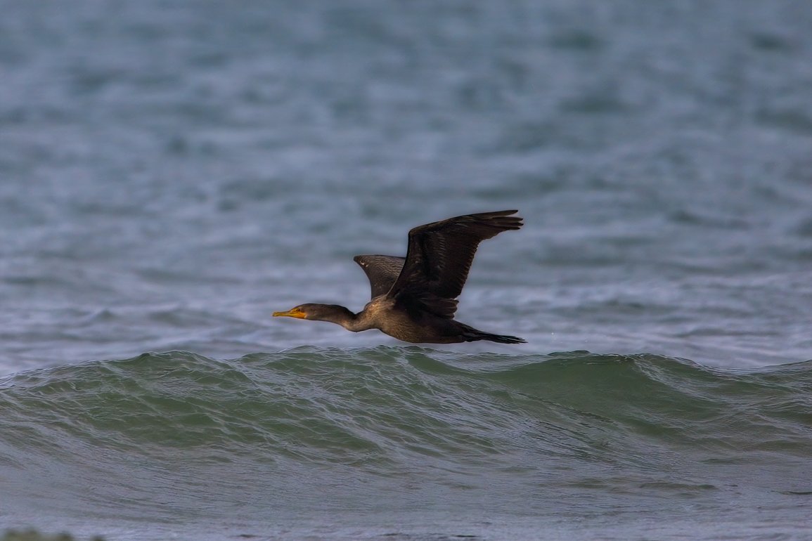 A dark seabird is captured in flight, gliding low over the choppy, grayish-blue surface of the ocean, emphasizing a natural wildlife scene.