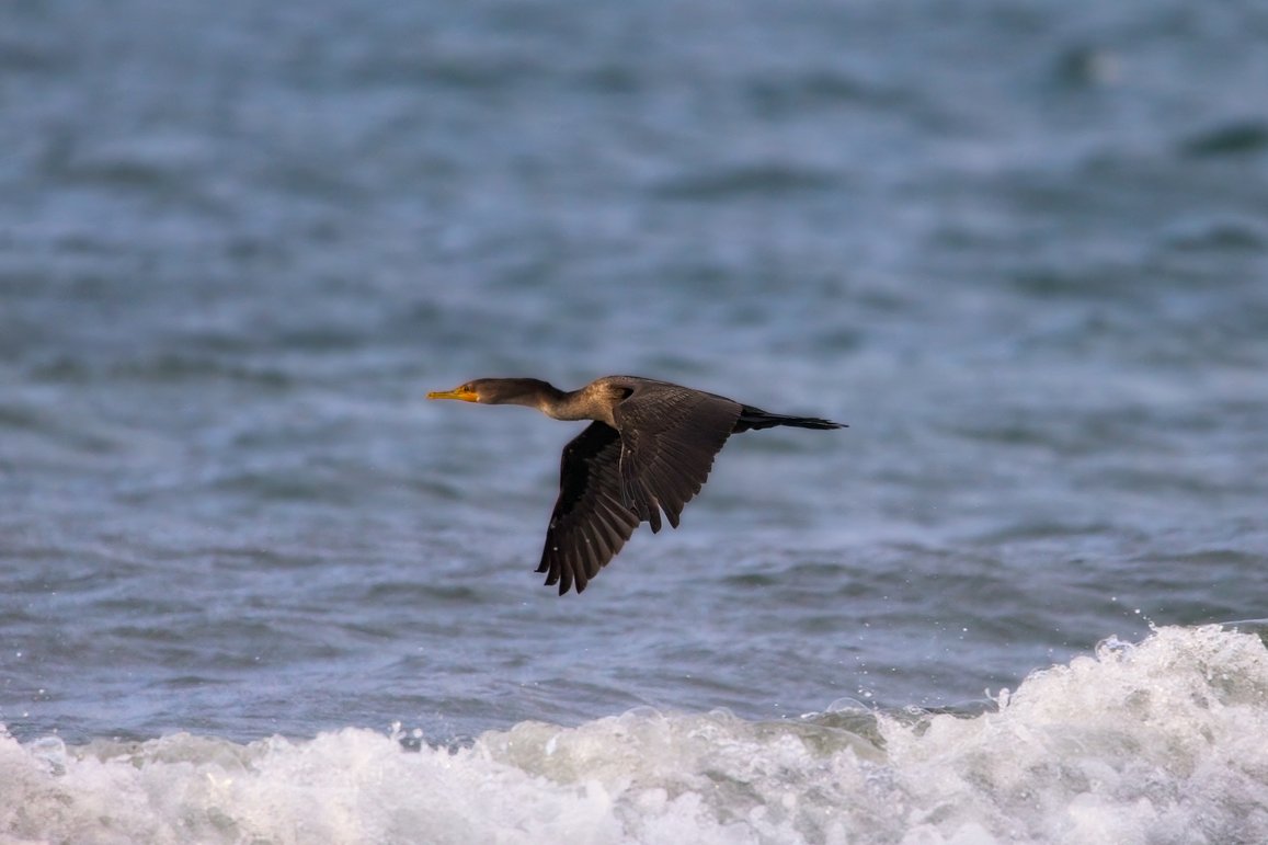 A dark-feathered bird, likely a cormorant or shag, is captured in flight low over a body of water. The foreground is dominated by white, turbulent surf and breaking waves, which contrasts sharply with the bird's dark silhouette and the muted blue-gray tones of the background water.