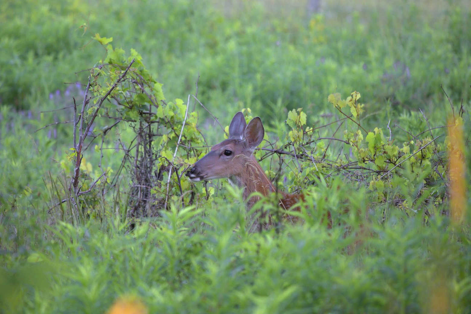 A wild deer is partially concealed within dense, vibrant green foliage and bushes. The animal is visible emerging from the brush, appearing alert and watchful in a lush natural setting.