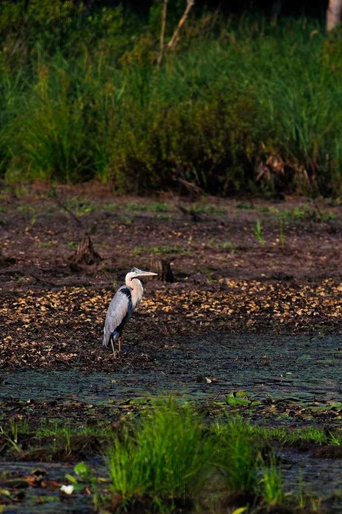 {'type': 'string', 'value': 'A gray and white heron is wading in shallow, muddy water at the edge of a body of water. The scene is set in a lush wetland environment, with dense, vibrant green foliage forming the background.'}