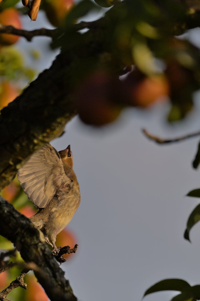 A small bird with wings slightly spread is perched on a thick, dark branch in a fruit-laden tree, appearing ready to take flight. The scene is set with abundant foliage and fruit against a soft, overcast sky.