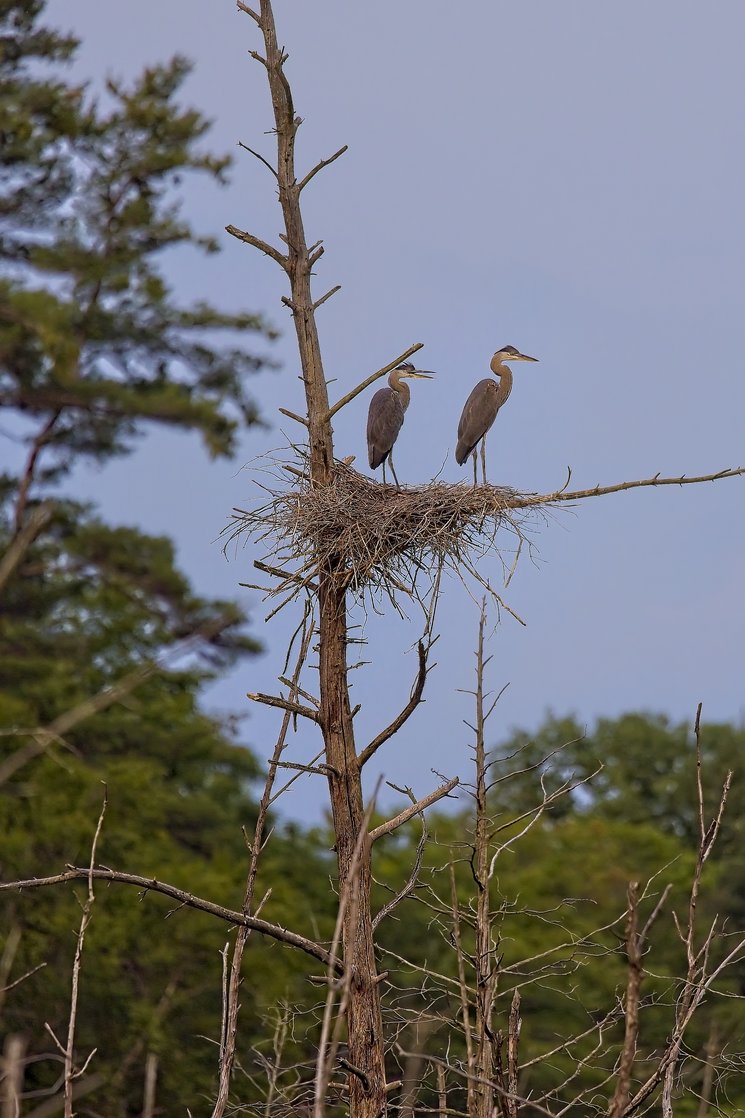 Three birds, likely herons or egrets, are perched on a large nest built on a tall, bare, vertical tree branch. The scene is set against a backdrop of dense green foliage and an overcast sky.