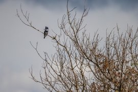 A small bird is perched on a branch against a pale, cloudy sky, with dense, bare branches of a shrub dominating the foreground.